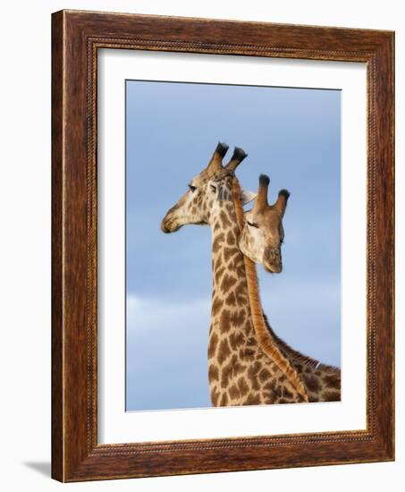 South African / Cape giraffe mock fighting, South Africa-Mary McDonald-Framed Photographic Print