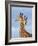 South African / Cape giraffe mock fighting, South Africa-Mary McDonald-Framed Photographic Print