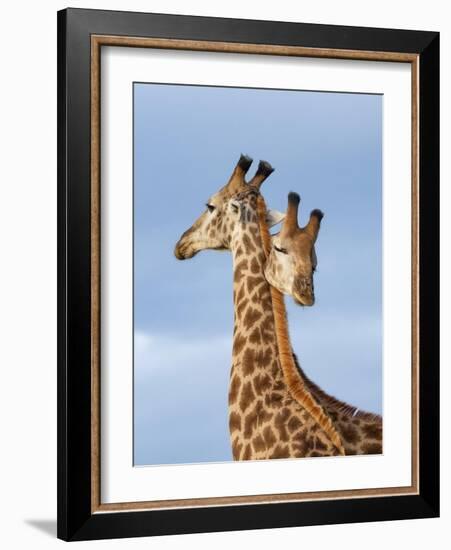 South African / Cape giraffe mock fighting, South Africa-Mary McDonald-Framed Photographic Print