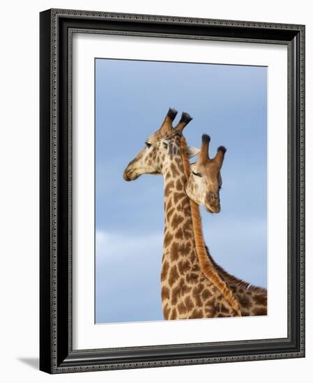 South African / Cape giraffe mock fighting, South Africa-Mary McDonald-Framed Photographic Print