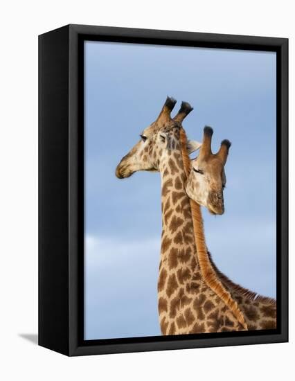 South African / Cape giraffe mock fighting, South Africa-Mary McDonald-Framed Premier Image Canvas