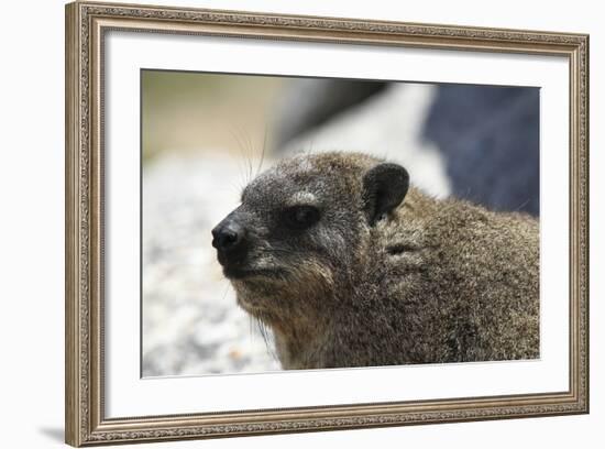 South African Dassie Rat 005-Bob Langrish-Framed Photographic Print