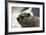 South African Dassie Rat 005-Bob Langrish-Framed Photographic Print