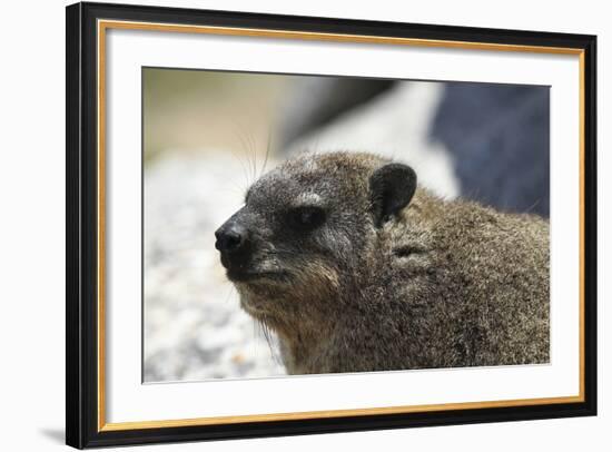 South African Dassie Rat 005-Bob Langrish-Framed Photographic Print