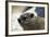 South African Dassie Rat 005-Bob Langrish-Framed Photographic Print