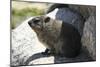 South African Dassie Rat 008-Bob Langrish-Mounted Photographic Print