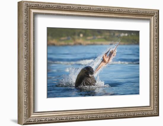 South African Fur Seal (Arctocephalus Pusillus Pusillus) Bull Breaking Apart Octopus-Wim van den Heever-Framed Photographic Print