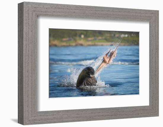 South African Fur Seal (Arctocephalus Pusillus Pusillus) Bull Breaking Apart Octopus-Wim van den Heever-Framed Photographic Print