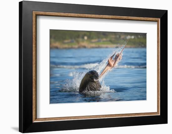 South African Fur Seal (Arctocephalus Pusillus Pusillus) Bull Breaking Apart Octopus-Wim van den Heever-Framed Photographic Print