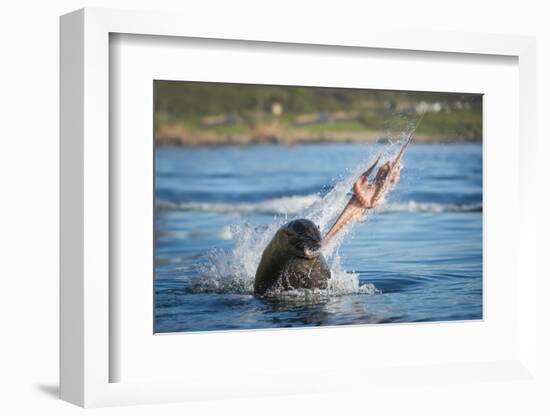 South African Fur Seal (Arctocephalus Pusillus Pusillus) Bull Breaking Apart Octopus-Wim van den Heever-Framed Photographic Print