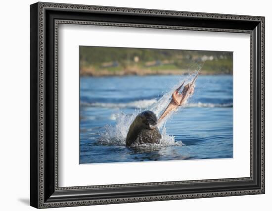 South African Fur Seal (Arctocephalus Pusillus Pusillus) Bull Breaking Apart Octopus-Wim van den Heever-Framed Photographic Print