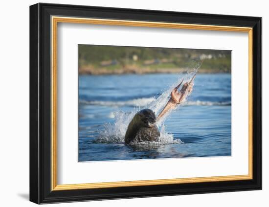 South African Fur Seal (Arctocephalus Pusillus Pusillus) Bull Breaking Apart Octopus-Wim van den Heever-Framed Photographic Print