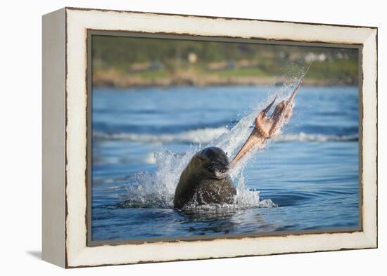 South African Fur Seal (Arctocephalus Pusillus Pusillus) Bull Breaking Apart Octopus-Wim van den Heever-Framed Premier Image Canvas