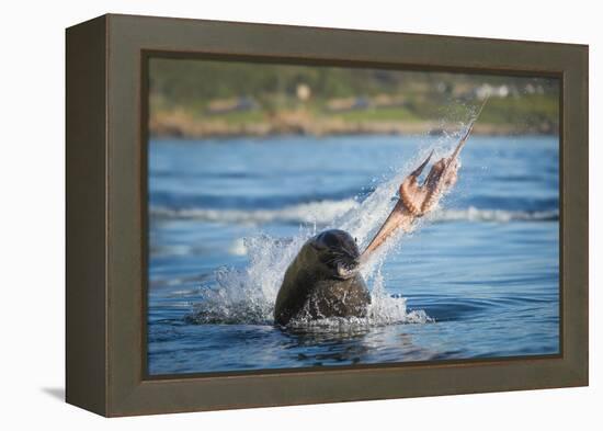 South African Fur Seal (Arctocephalus Pusillus Pusillus) Bull Breaking Apart Octopus-Wim van den Heever-Framed Premier Image Canvas