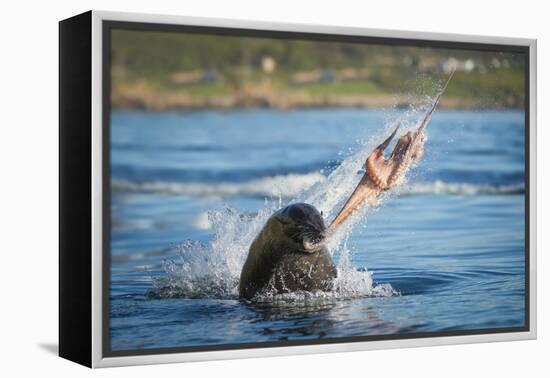 South African Fur Seal (Arctocephalus Pusillus Pusillus) Bull Breaking Apart Octopus-Wim van den Heever-Framed Premier Image Canvas