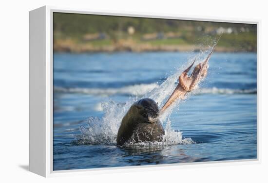 South African Fur Seal (Arctocephalus Pusillus Pusillus) Bull Breaking Apart Octopus-Wim van den Heever-Framed Premier Image Canvas