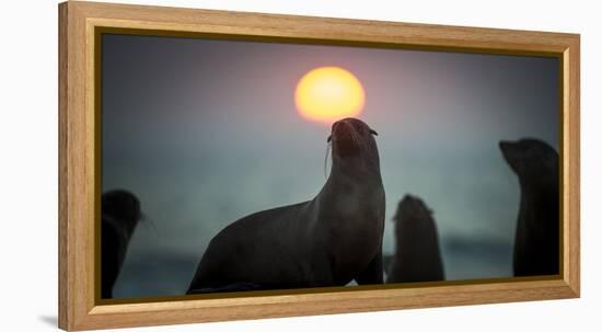 South African Fur Seal (Arctocephalus Pusillus Pusillus) with Setting Sun, Walvis Bay, Namibia-Wim van den Heever-Framed Premier Image Canvas