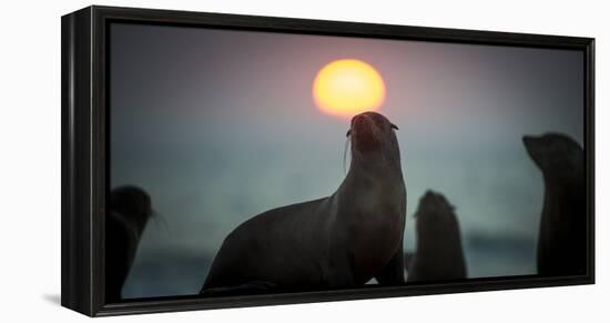 South African Fur Seal (Arctocephalus Pusillus Pusillus) with Setting Sun, Walvis Bay, Namibia-Wim van den Heever-Framed Premier Image Canvas