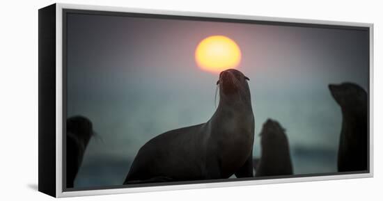 South African Fur Seal (Arctocephalus Pusillus Pusillus) with Setting Sun, Walvis Bay, Namibia-Wim van den Heever-Framed Premier Image Canvas