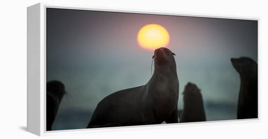 South African Fur Seal (Arctocephalus Pusillus Pusillus) with Setting Sun, Walvis Bay, Namibia-Wim van den Heever-Framed Premier Image Canvas