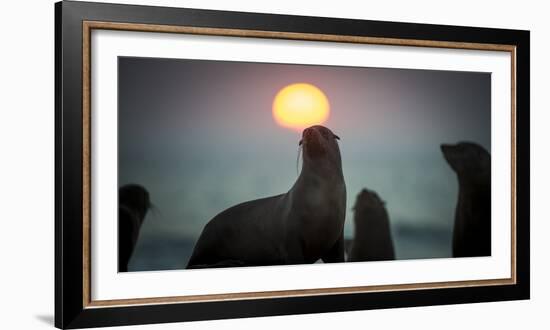 South African Fur Seal (Arctocephalus Pusillus Pusillus) with Setting Sun, Walvis Bay, Namibia-Wim van den Heever-Framed Photographic Print