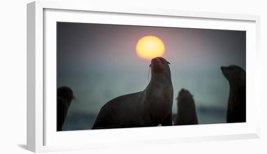 South African Fur Seal (Arctocephalus Pusillus Pusillus) with Setting Sun, Walvis Bay, Namibia-Wim van den Heever-Framed Photographic Print