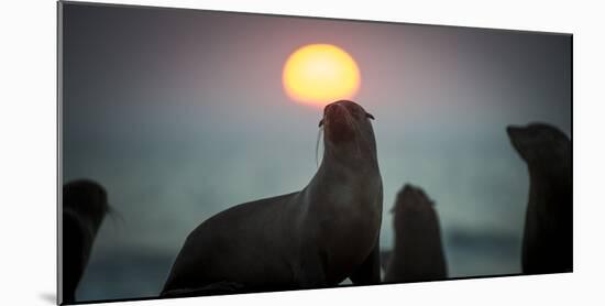South African Fur Seal (Arctocephalus Pusillus Pusillus) with Setting Sun, Walvis Bay, Namibia-Wim van den Heever-Mounted Photographic Print