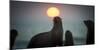 South African Fur Seal (Arctocephalus Pusillus Pusillus) with Setting Sun, Walvis Bay, Namibia-Wim van den Heever-Mounted Photographic Print