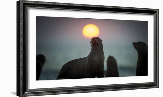 South African Fur Seal (Arctocephalus Pusillus Pusillus) with Setting Sun, Walvis Bay, Namibia-Wim van den Heever-Framed Photographic Print