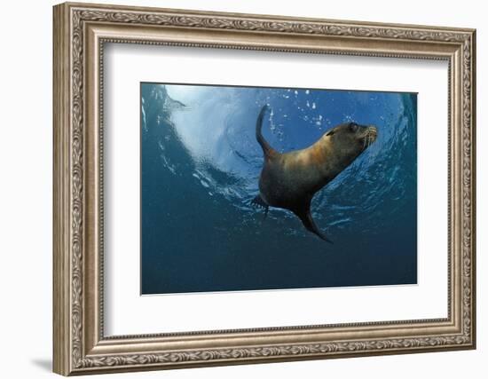 South African Fur Seal Swimming (Arctocephalus Pusillus Pusillus), South Africa.-Reinhard Dirscherl-Framed Photographic Print