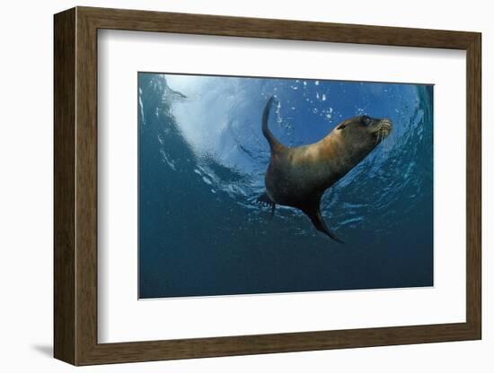 South African Fur Seal Swimming (Arctocephalus Pusillus Pusillus), South Africa.-Reinhard Dirscherl-Framed Photographic Print