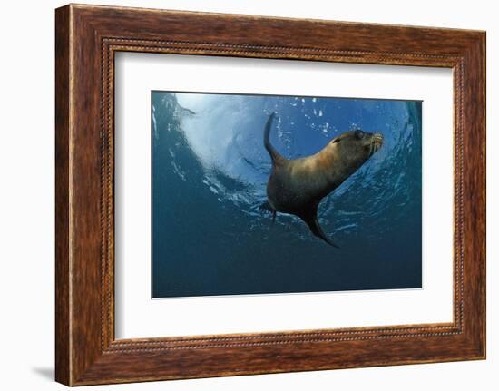 South African Fur Seal Swimming (Arctocephalus Pusillus Pusillus), South Africa.-Reinhard Dirscherl-Framed Photographic Print