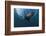 South African Fur Seal Swimming (Arctocephalus Pusillus Pusillus), South Africa.-Reinhard Dirscherl-Framed Photographic Print