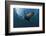 South African Fur Seal Swimming (Arctocephalus Pusillus Pusillus), South Africa.-Reinhard Dirscherl-Framed Photographic Print