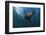 South African Fur Seal Swimming (Arctocephalus Pusillus Pusillus), South Africa.-Reinhard Dirscherl-Framed Photographic Print