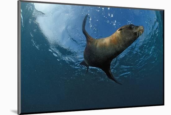 South African Fur Seal Swimming (Arctocephalus Pusillus Pusillus), South Africa.-Reinhard Dirscherl-Mounted Photographic Print