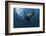 South African Fur Seal Swimming (Arctocephalus Pusillus Pusillus), South Africa.-Reinhard Dirscherl-Framed Photographic Print