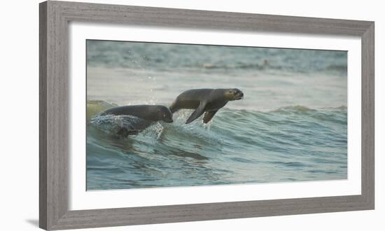 South African Fur Seals (Arctocephalus Pusillus Pusillus) Surfing Out on Wave. Walvisbay, Namibia-Wim van den Heever-Framed Photographic Print