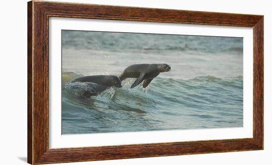 South African Fur Seals (Arctocephalus Pusillus Pusillus) Surfing Out on Wave. Walvisbay, Namibia-Wim van den Heever-Framed Photographic Print