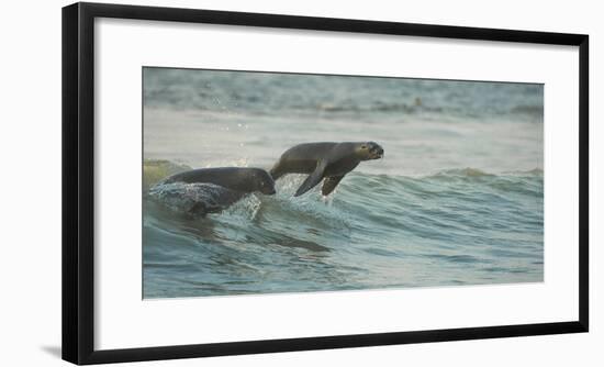 South African Fur Seals (Arctocephalus Pusillus Pusillus) Surfing Out on Wave. Walvisbay, Namibia-Wim van den Heever-Framed Photographic Print