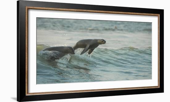 South African Fur Seals (Arctocephalus Pusillus Pusillus) Surfing Out on Wave. Walvisbay, Namibia-Wim van den Heever-Framed Photographic Print