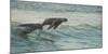 South African Fur Seals (Arctocephalus Pusillus Pusillus) Surfing Out on Wave. Walvisbay, Namibia-Wim van den Heever-Mounted Photographic Print