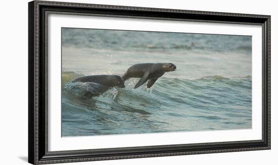 South African Fur Seals (Arctocephalus Pusillus Pusillus) Surfing Out on Wave. Walvisbay, Namibia-Wim van den Heever-Framed Photographic Print