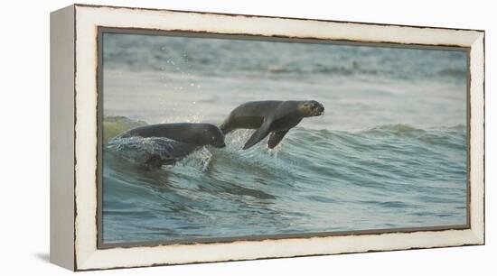 South African Fur Seals (Arctocephalus Pusillus Pusillus) Surfing Out on Wave. Walvisbay, Namibia-Wim van den Heever-Framed Premier Image Canvas