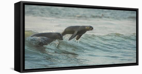 South African Fur Seals (Arctocephalus Pusillus Pusillus) Surfing Out on Wave. Walvisbay, Namibia-Wim van den Heever-Framed Premier Image Canvas