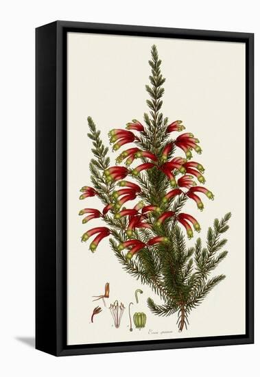 South African Heath, Erica Speciosa-Henry Andrews-Framed Premier Image Canvas