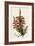 South African Heath, Erica Speciosa-Henry Andrews-Framed Giclee Print