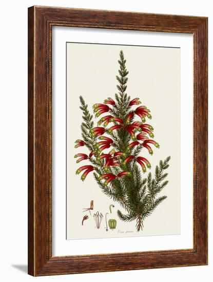 South African Heath, Erica Speciosa-Henry Andrews-Framed Giclee Print