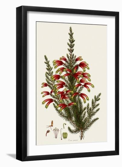 South African Heath, Erica Speciosa-Henry Andrews-Framed Giclee Print