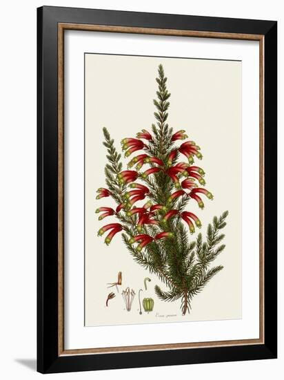 South African Heath, Erica Speciosa-Henry Andrews-Framed Giclee Print